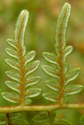 Pteridium esculentum. Curly brown hairs on abaxial surfaces of costae, and reflexed membranous lamina margin protecting the maturing sori.
 Image: L.R. Perrie © Te Papa 2014 CC BY-NC 3.0 NZ